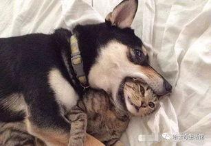 早期狗子爆料视频播放 第1张 早期狗子爆料视频播放 第1张